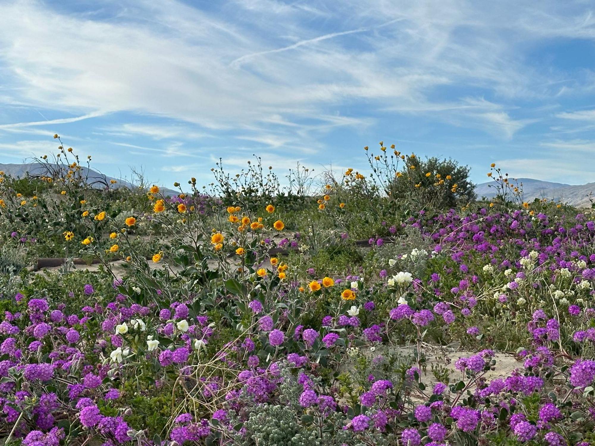Borrego Springs Motel Hotel